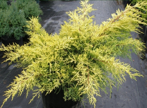 Jałowiec pośredni (Juniperus media) Saybrook Gold